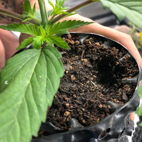 Girl Scout Cookies growlog photo: One more day to transplant 