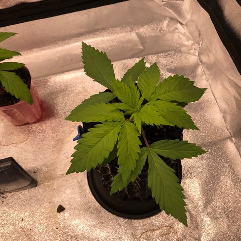 Girl Scout Cookies growlog photo: One more day to transplant 