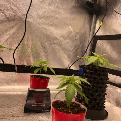 Girl Scout Cookies growlog photo: One more day to transplant 