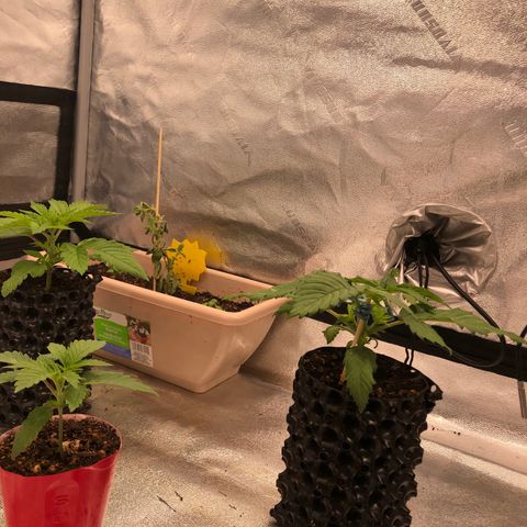 Girl Scout Cookies growlog photo: One more day to transplant 