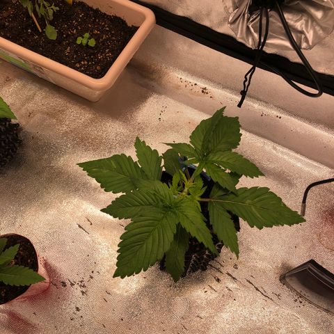 Girl Scout Cookies growlog photo: One more day to transplant 