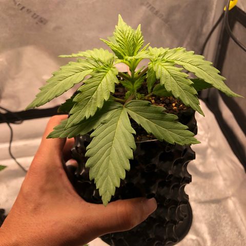 Girl Scout Cookies growlog photo: One more day to transplant 