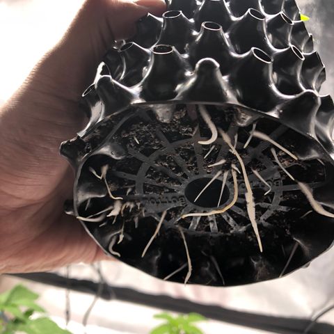Girl Scout Cookies growlog photo: One more day to transplant 
