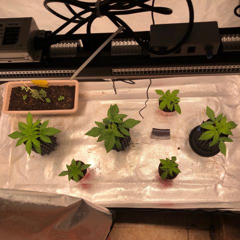 Girl Scout Cookies growlog timeline photo