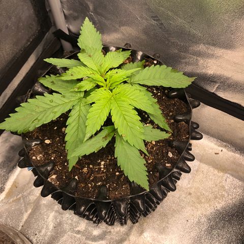 Girl Scout Cookies growlog photo: They got some new homes with new soil and some fresh compost tea