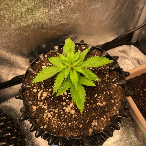 Girl Scout Cookies growlog photo: They got some new homes with new soil and some fresh compost tea