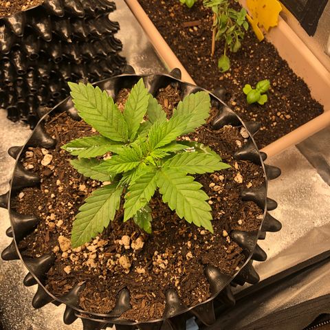 Girl Scout Cookies growlog photo: They got some new homes with new soil and some fresh compost tea