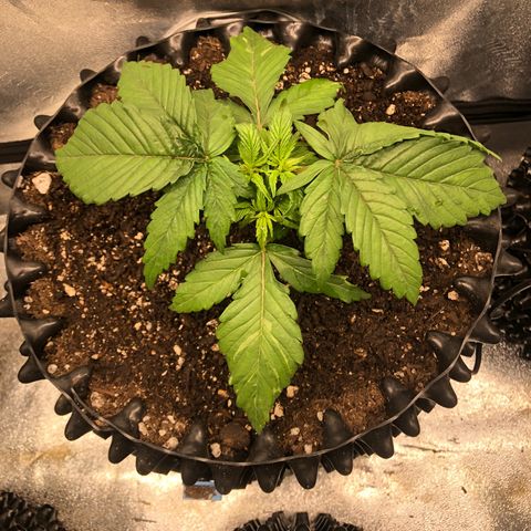 Girl Scout Cookies growlog photo: They got some new homes with new soil and some fresh compost tea