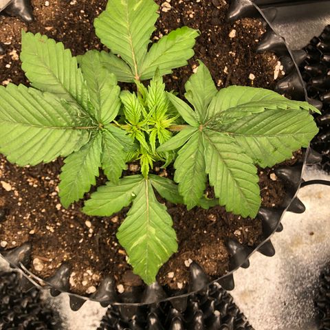 Girl Scout Cookies growlog photo: They got some new homes with new soil and some fresh compost tea