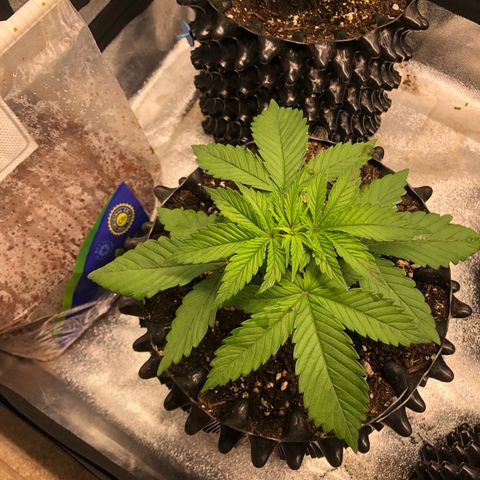 Girl Scout Cookies growlog photo: They got some new homes with new soil and some fresh compost tea