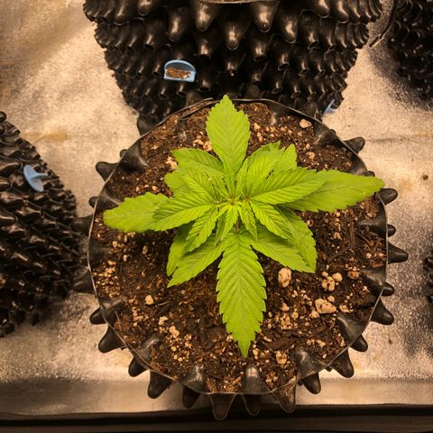 Girl Scout Cookies growlog photo: They got some new homes with new soil and some fresh compost tea