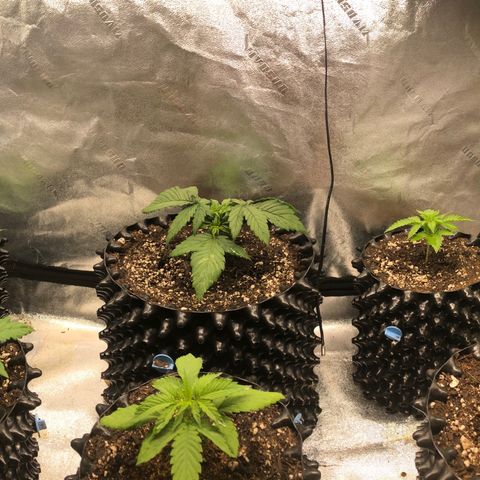 Girl Scout Cookies growlog timeline photo