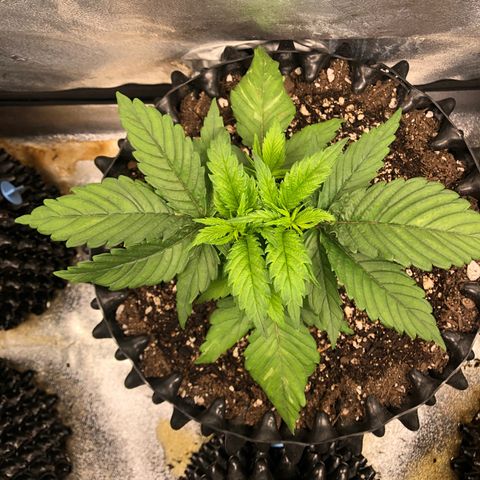 Girl Scout Cookies growlog timeline photo