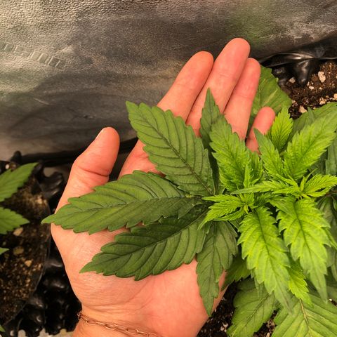 Girl Scout Cookies growlog timeline photo