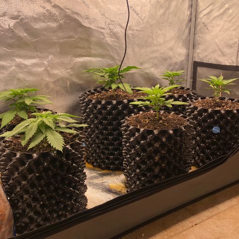Girl Scout Cookies growlog timeline photo