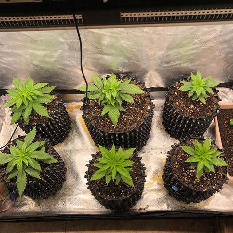 Girl Scout Cookies growlog timeline photo