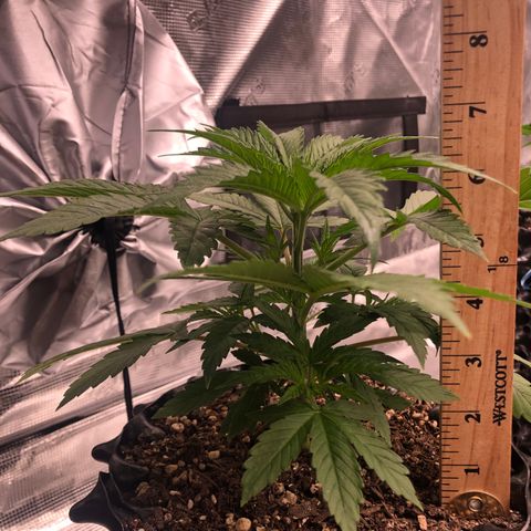 Girl Scout Cookies growlog photo: Thnx to my brother my tent has been upgraded! The girls are loving their new home and the growth is showing! 