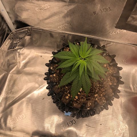 Girl Scout Cookies growlog photo: Thnx to my brother my tent has been upgraded! The girls are loving their new home and the growth is showing! 
