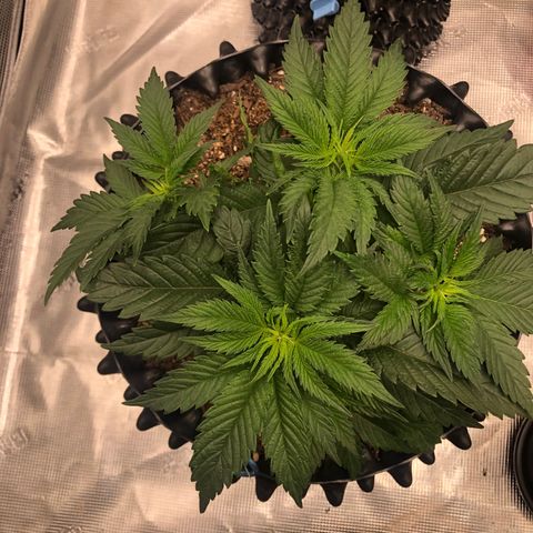 Girl Scout Cookies growlog photo: Thnx to my brother my tent has been upgraded! The girls are loving their new home and the growth is showing! 