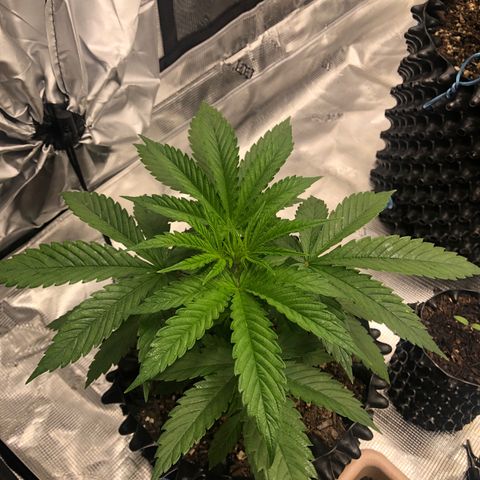 Girl Scout Cookies growlog photo: Thnx to my brother my tent has been upgraded! The girls are loving their new home and the growth is showing! 