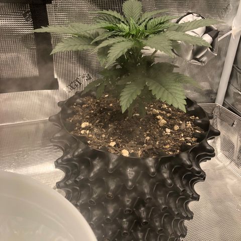 Girl Scout Cookies growlog photo: Thnx to my brother my tent has been upgraded! The girls are loving their new home and the growth is showing! 