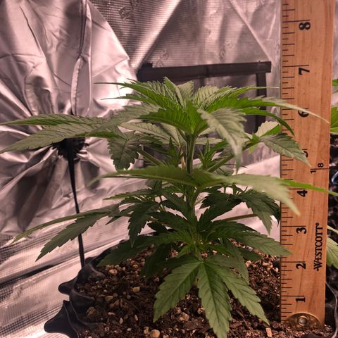 Girl Scout Cookies growlog timeline photo
