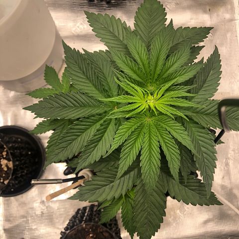 Girl Scout Cookies growlog photo: Thnx to my brother my tent has been upgraded! The girls are loving their new home and the growth is showing! 