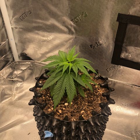 Girl Scout Cookies growlog photo: Thnx to my brother my tent has been upgraded! The girls are loving their new home and the growth is showing! 