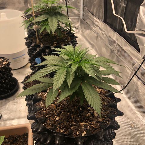 Girl Scout Cookies growlog photo: Thnx to my brother my tent has been upgraded! The girls are loving their new home and the growth is showing! 