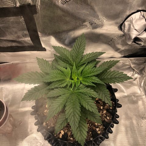 Girl Scout Cookies growlog photo: Thnx to my brother my tent has been upgraded! The girls are loving their new home and the growth is showing! 