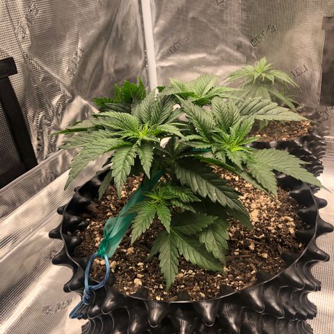 Girl Scout Cookies growlog photo: Thnx to my brother my tent has been upgraded! The girls are loving their new home and the growth is showing! 
