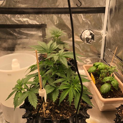 Girl Scout Cookies growlog photo: Topped the girls and trimmed them think I took off to many fan leaves on a few but bouncing back great 