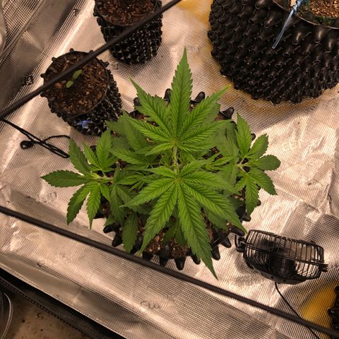 Girl Scout Cookies growlog photo: Topped the girls and trimmed them think I took off to many fan leaves on a few but bouncing back great 