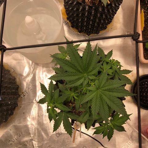 Girl Scout Cookies growlog photo: Topped the girls and trimmed them think I took off to many fan leaves on a few but bouncing back great 