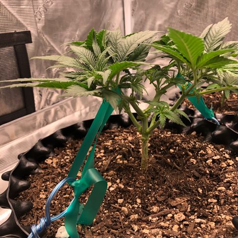 Girl Scout Cookies growlog photo: Topped the girls and trimmed them think I took off to many fan leaves on a few but bouncing back great 