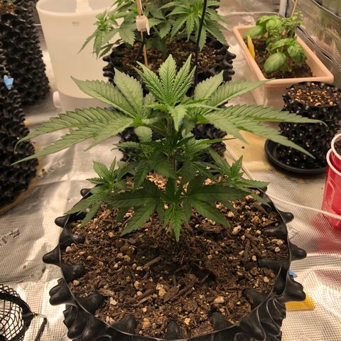 Girl Scout Cookies growlog photo: Topped the girls and trimmed them think I took off to many fan leaves on a few but bouncing back great 