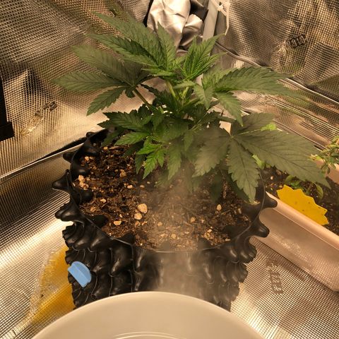 Girl Scout Cookies growlog photo: Topped the girls and trimmed them think I took off to many fan leaves on a few but bouncing back great 