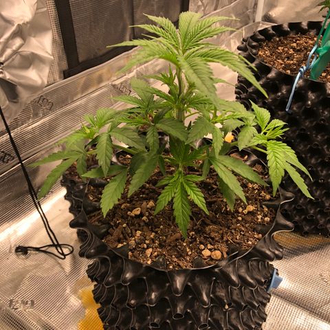 Girl Scout Cookies growlog photo: Topped the girls and trimmed them think I took off to many fan leaves on a few but bouncing back great 