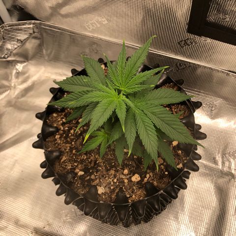 Girl Scout Cookies growlog photo: Topped the girls and trimmed them think I took off to many fan leaves on a few but bouncing back great 
