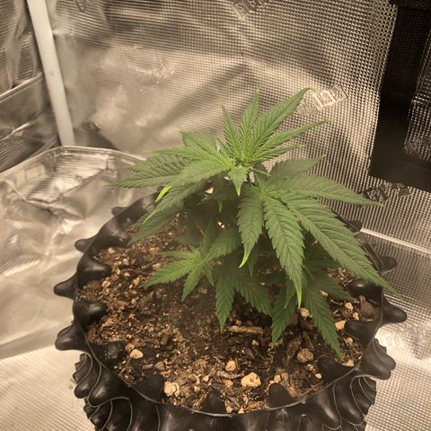 Girl Scout Cookies growlog photo: Topped the girls and trimmed them think I took off to many fan leaves on a few but bouncing back great 
