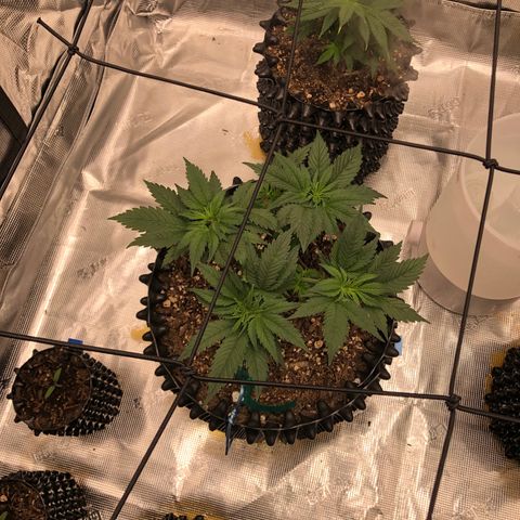 Girl Scout Cookies growlog photo: Topped the girls and trimmed them think I took off to many fan leaves on a few but bouncing back great 