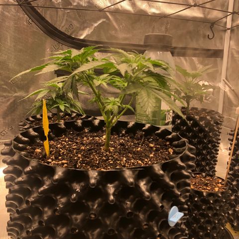 Girl Scout Cookies growlog timeline photo