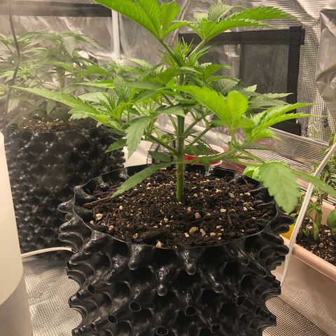 Girl Scout Cookies growlog timeline photo