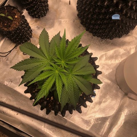 Girl Scout Cookies growlog timeline photo