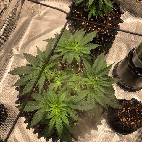 Girl Scout Cookies growlog timeline photo