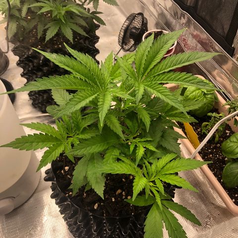 Girl Scout Cookies growlog timeline photo