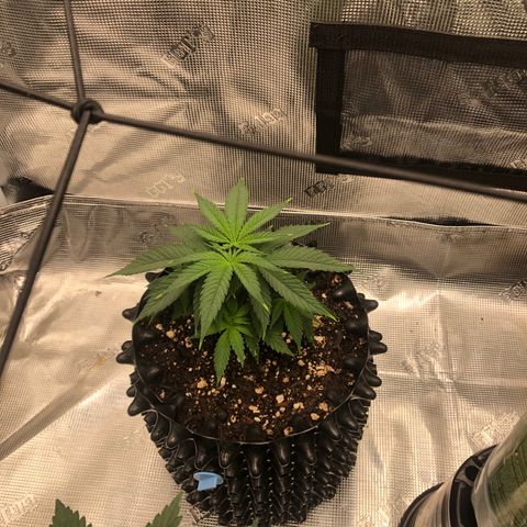 Girl Scout Cookies growlog timeline photo