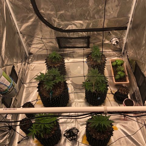 Girl Scout Cookies growlog timeline photo