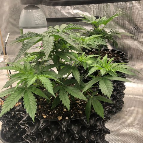 Girl Scout Cookies growlog timeline photo