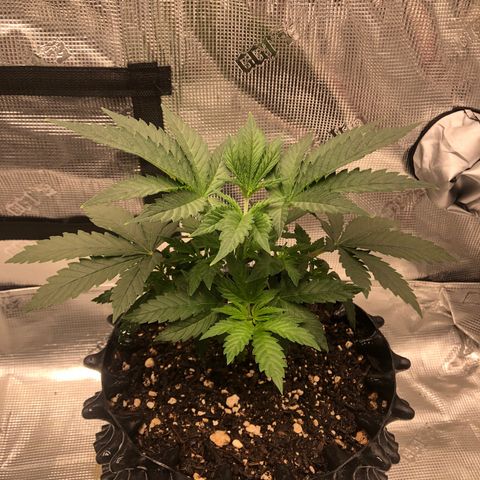 Girl Scout Cookies growlog timeline photo